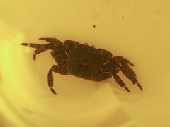 Pachygrapsus marmoratus