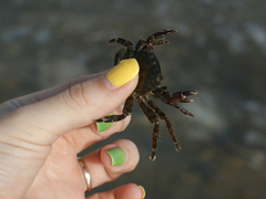 Pachygrapsus marmoratus