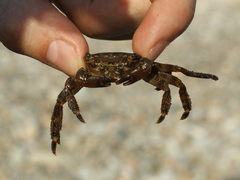 Pachygrapsus marmoratus