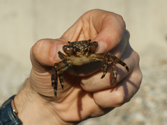 Pachygrapsus marmoratus