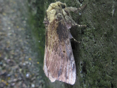 Norracoides basinotata