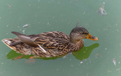 Anas platyrhynchos