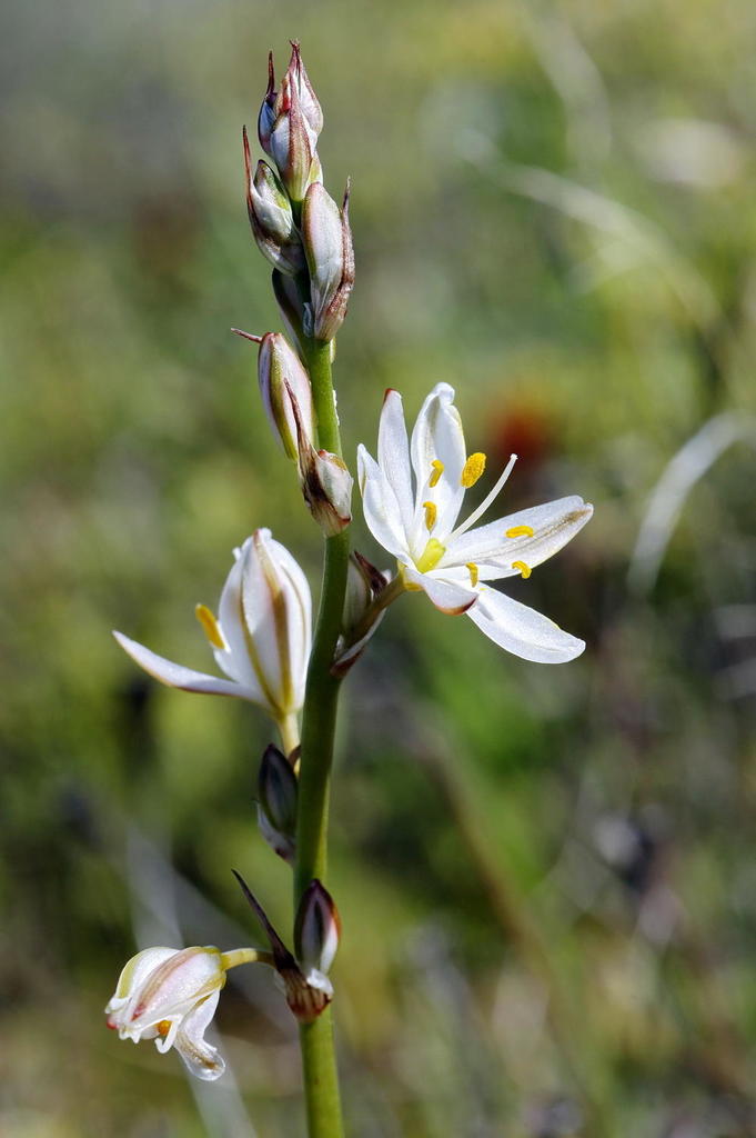 Grass Green Lily