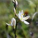 Chlorophytum graminifolium - Photo (c) Richard Adcock, algunos derechos reservados (CC BY-NC), uploaded by Richard Adcock