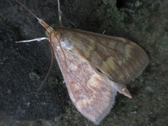 Ostrinia scapulalis