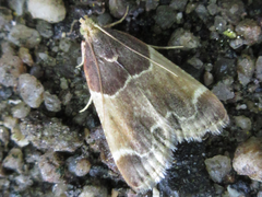 Pyralis farinalis