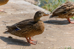 Anas platyrhynchos