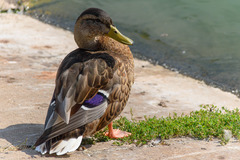 Anas platyrhynchos