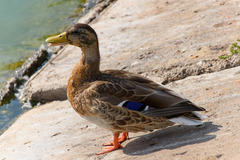 Anas platyrhynchos