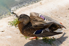 Anas platyrhynchos
