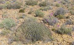 Euphorbia heptagona