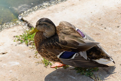 Anas platyrhynchos