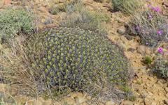 Euphorbia heptagona