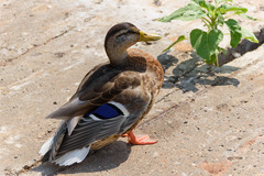 Anas platyrhynchos
