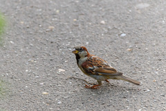 Passer domesticus