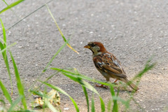 Passer domesticus