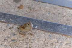 Passer domesticus