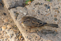 Passer domesticus