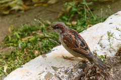 Passer domesticus