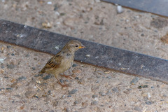 Passer domesticus