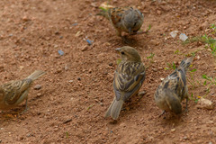 Passer domesticus