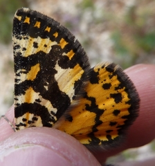 Eurranthis plummistaria