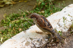 Passer domesticus