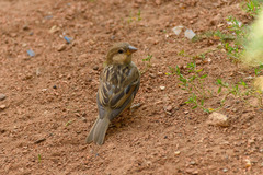Passer domesticus