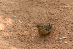 Passer domesticus