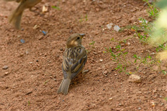 Passer domesticus
