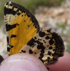 Eurranthis plummistaria