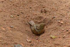 Passer domesticus
