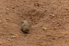Passer domesticus
