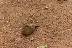 Passer domesticus