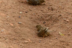 Passer domesticus