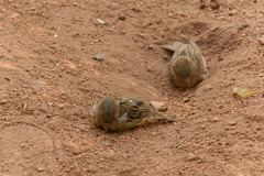 Passer domesticus