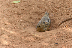 Passer domesticus