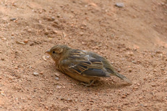 Passer domesticus