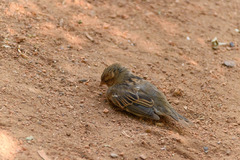 Passer domesticus