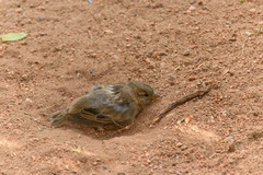 Passer domesticus