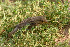 Passer domesticus