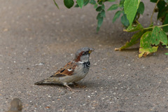 Passer domesticus