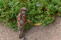 Passer domesticus
