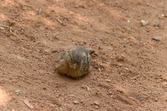 Passer domesticus