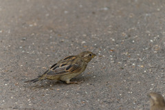 Passer domesticus