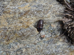 Glomeris transalpina
