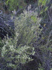Erica newdigatei
