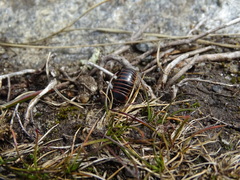 Glomeris transalpina