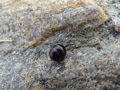 Glomeris transalpina