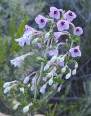 Erica newdigatei